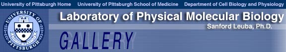 University of Pittsburgh Laboratory of Physical Molecular Biology; Sanford Leuba, Ph.D.